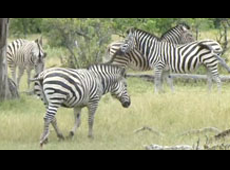 Okavango: Cradle of Life